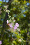 Roughleaf blazing star <BR>Tall blazing star